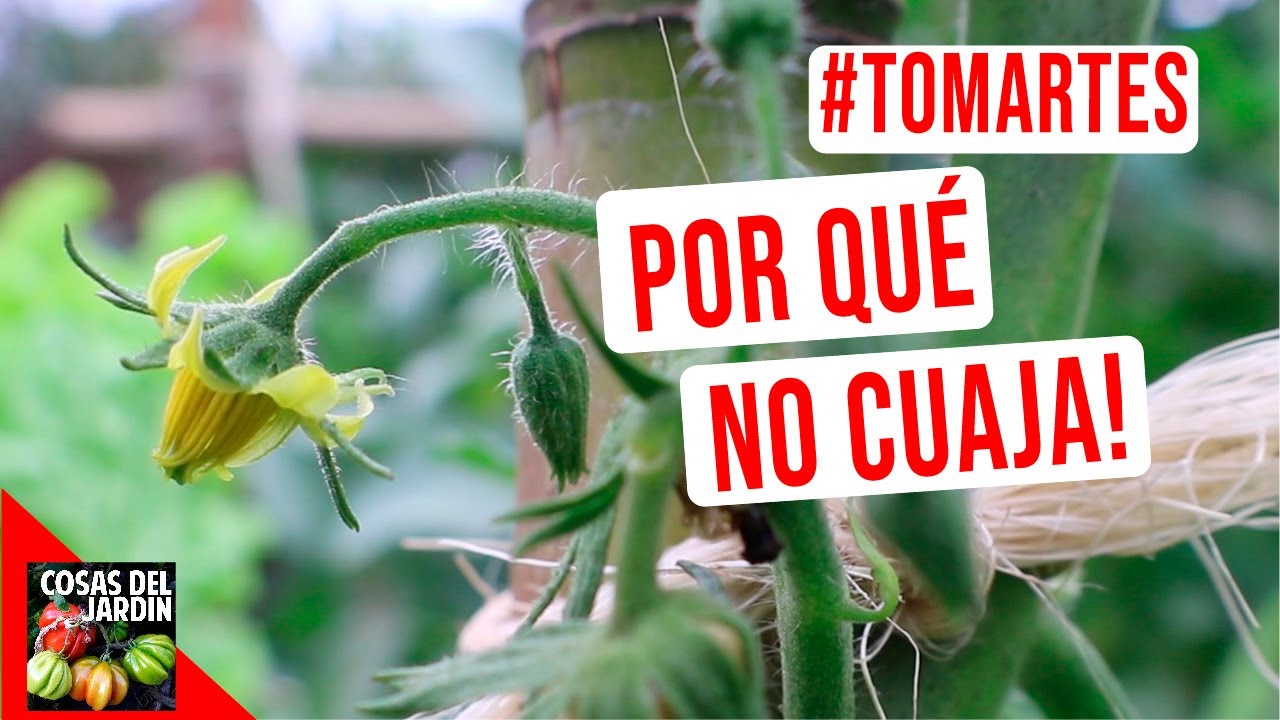 porque se secan las flores de los tomates