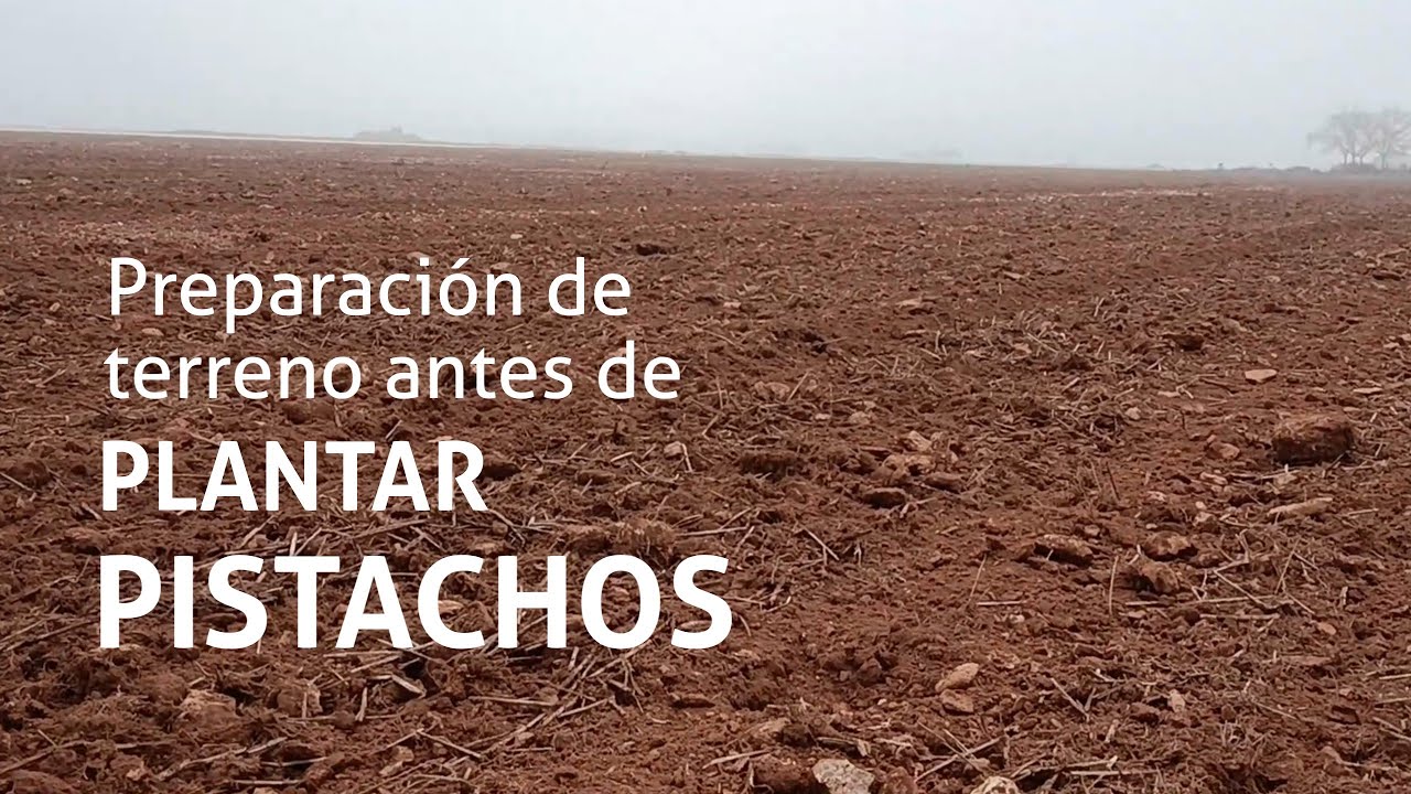 preparación del terreno para plantar pistachos
