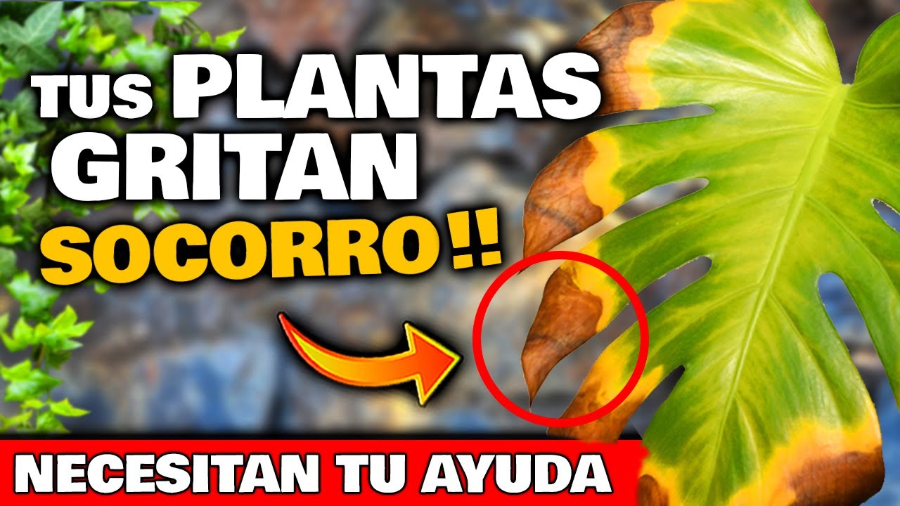 puntas amarillas en las hojas de las plantas