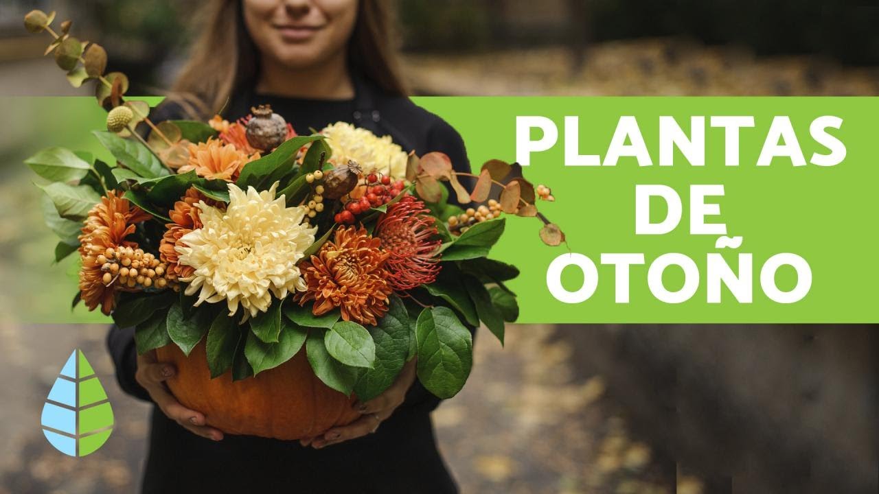 q plantas se plantan en otoño