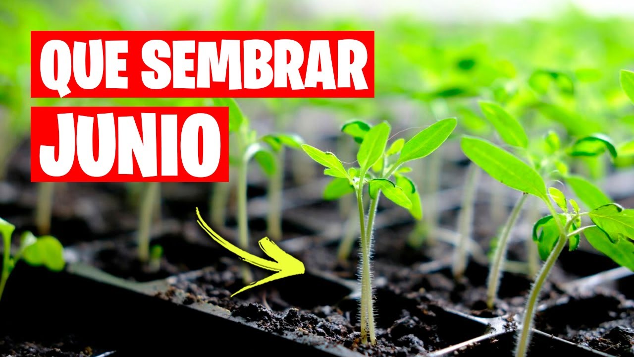 q se puede plantar en junio