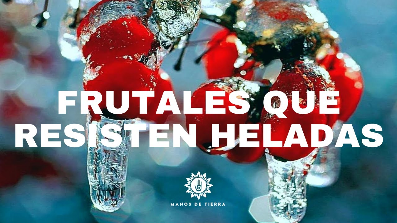 que arboles se plantan en invierno