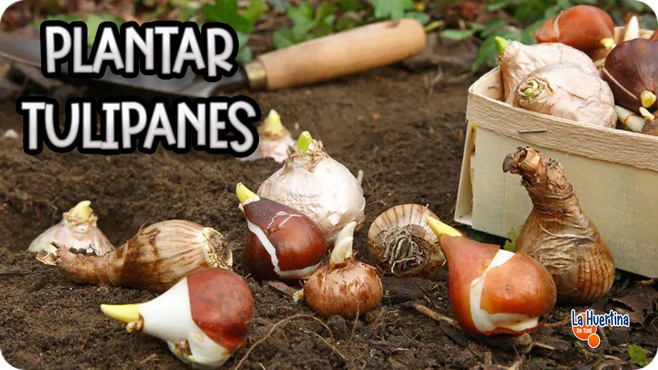 que bulbos se plantan en febrero