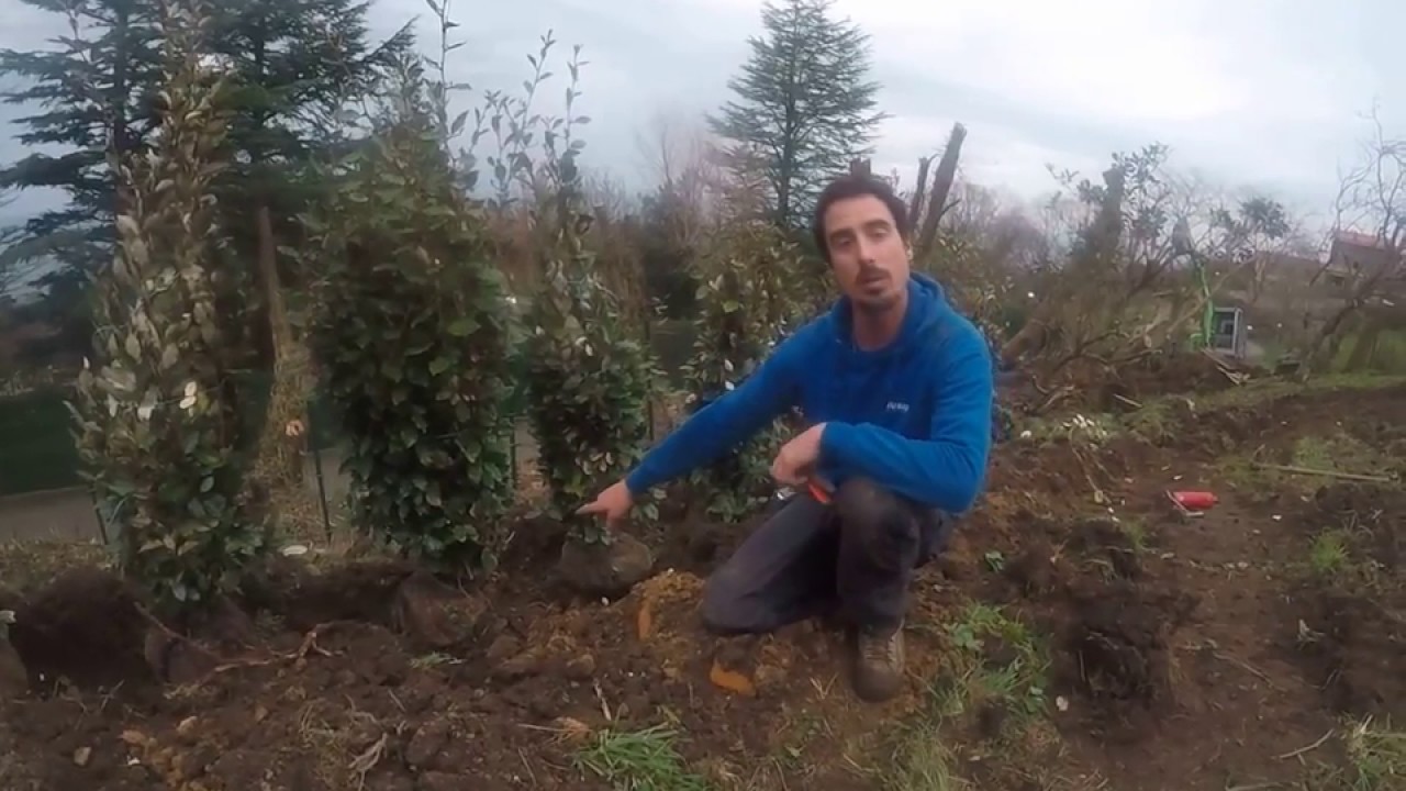 que es el cepellon de una planta