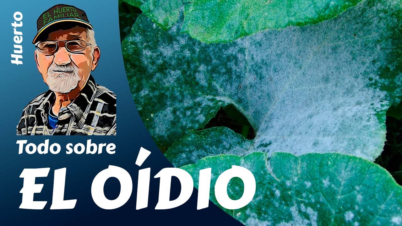que es el oidio en las plantas