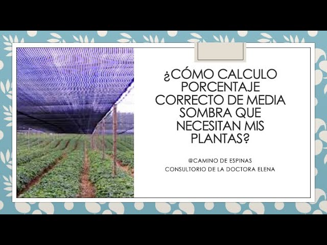 que es media sombra para las plantas