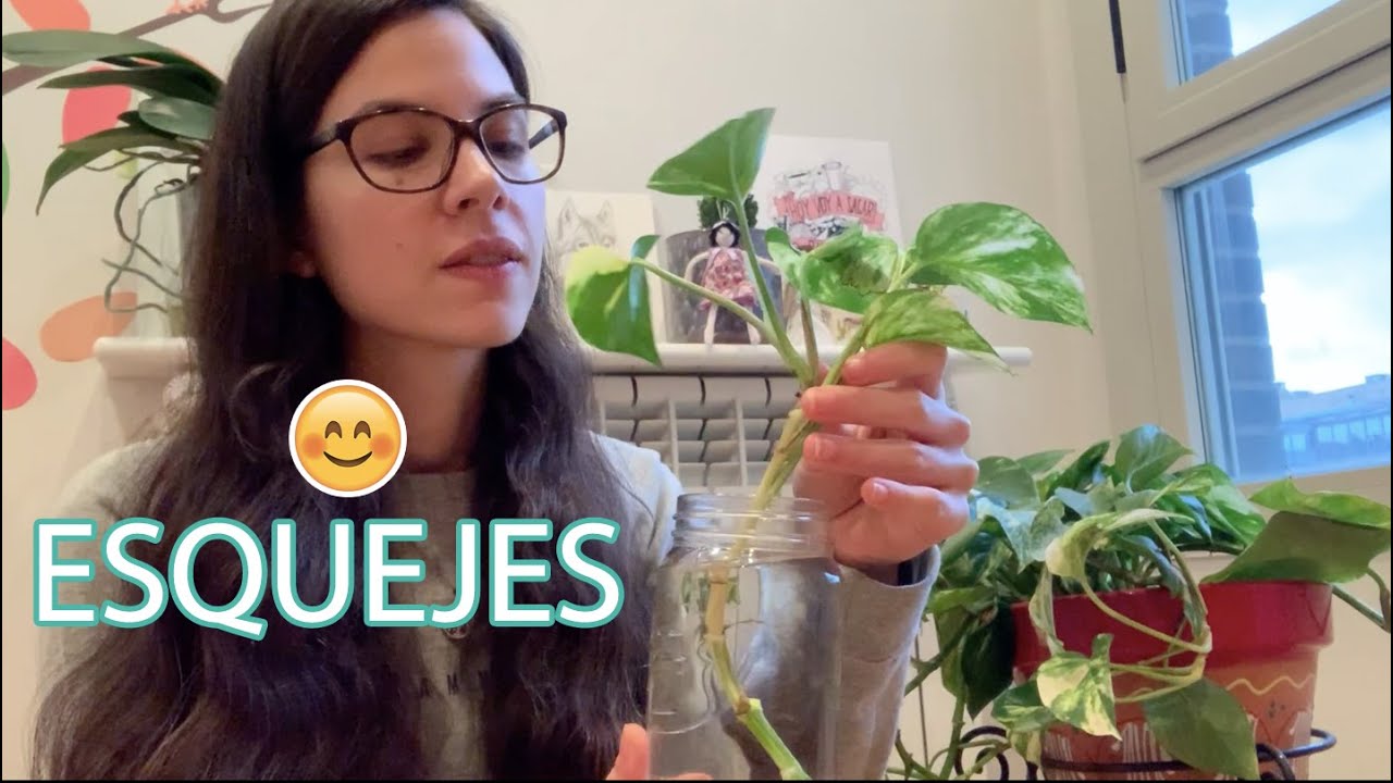 que es un esqueje de planta