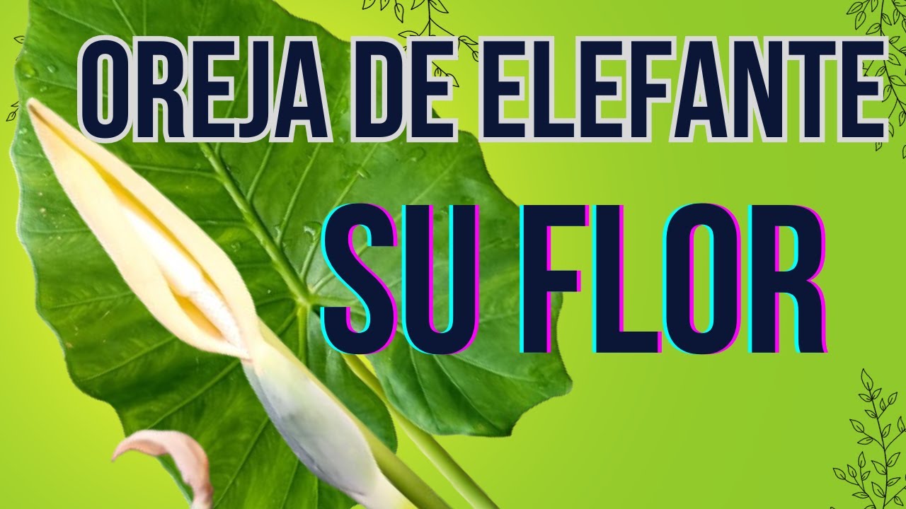 que hacer con la flor de la alocasia