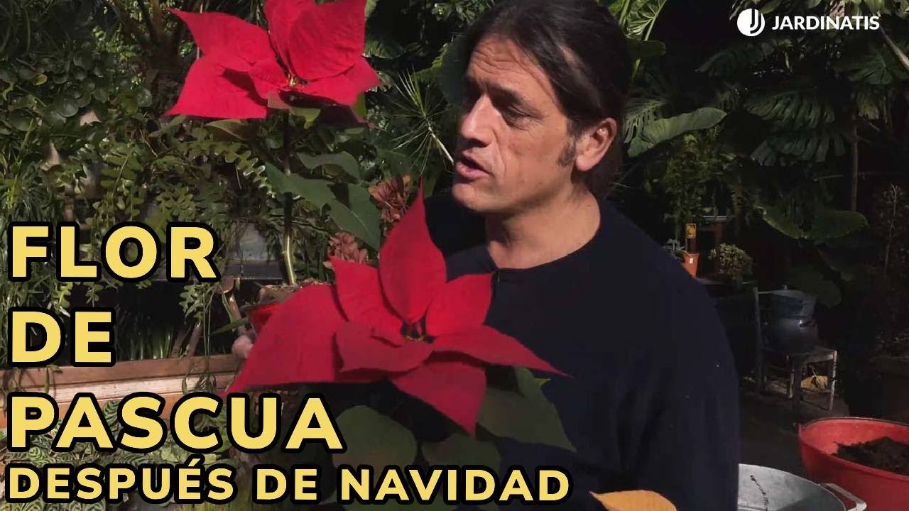 que hacer con la flor de pascua despues de navidad