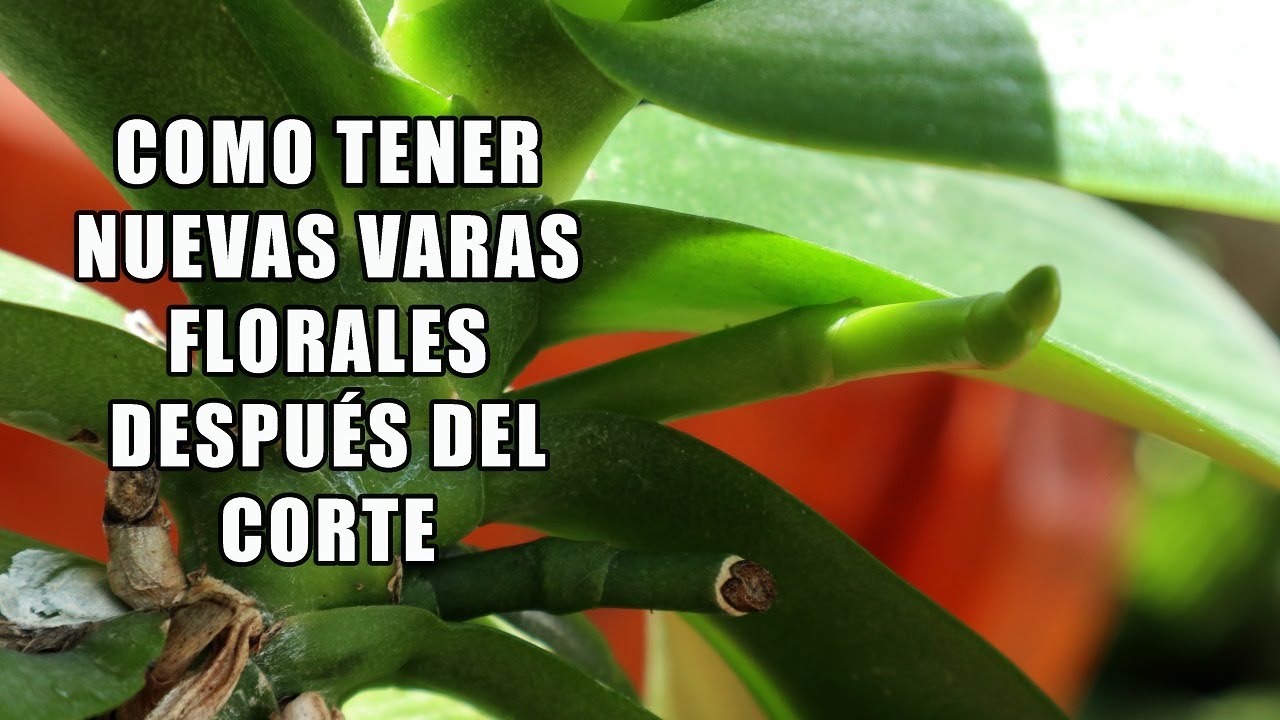 que hacer con la vara floral de la orquídea