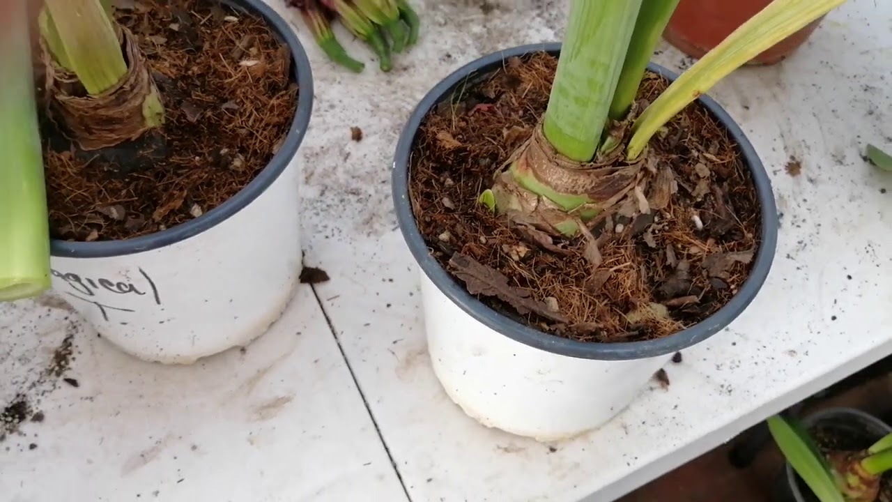 que hacer con los bulbos despues de florecer