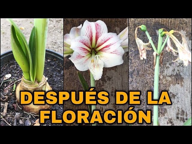 que hacer con los lirios después de florecer