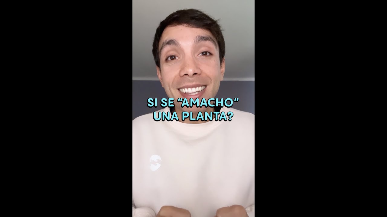 que hacer con una planta macho