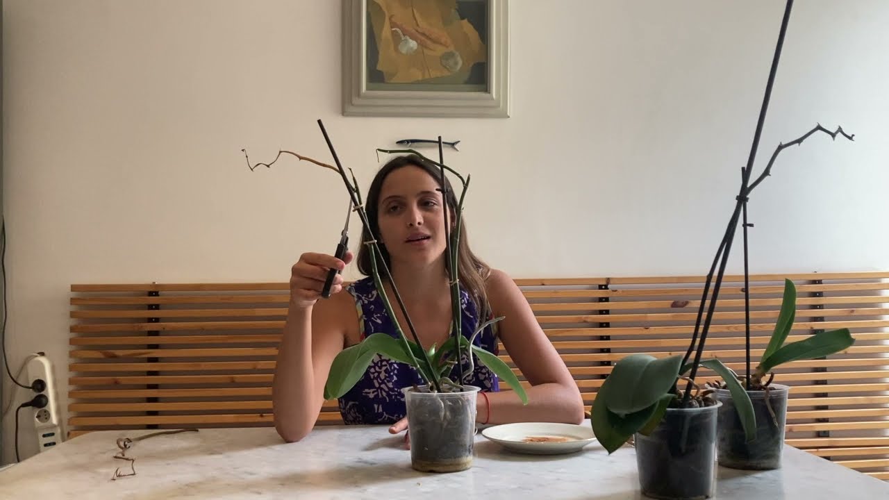 que hacer cuando orquidea pierde flores