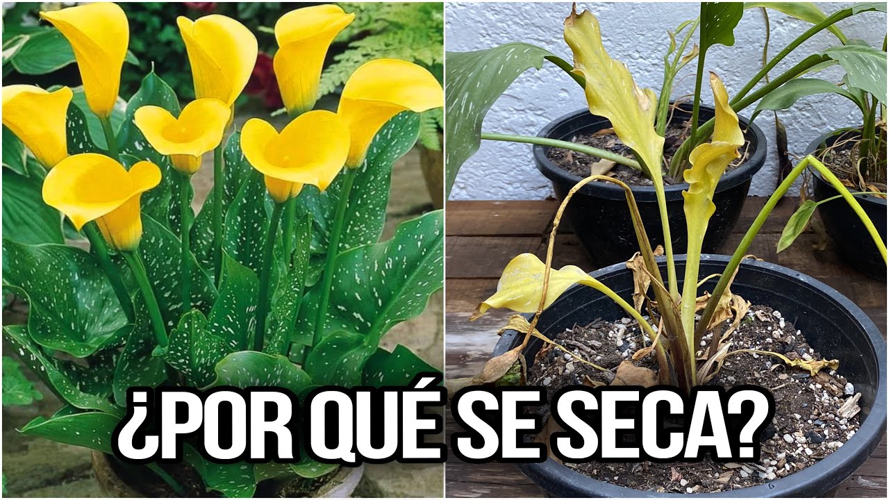 que hacer cuando se seca la flor de la cala