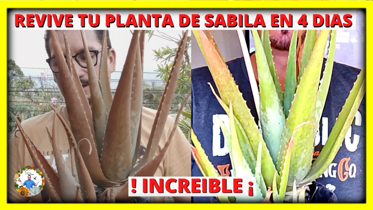 que hacer cuando se seca la flor del aloe vera
