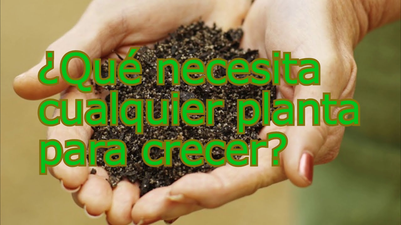 que nutrientes necesitan las plantas para crecer