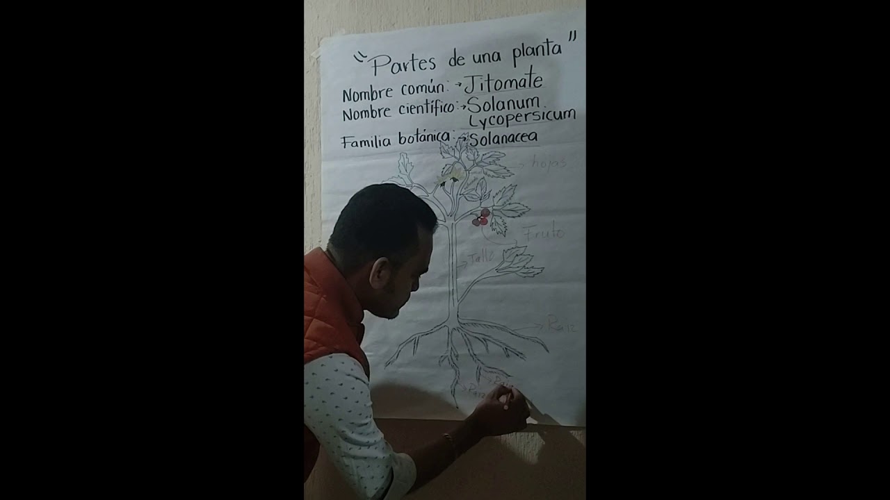 que parte de la planta es el tomate