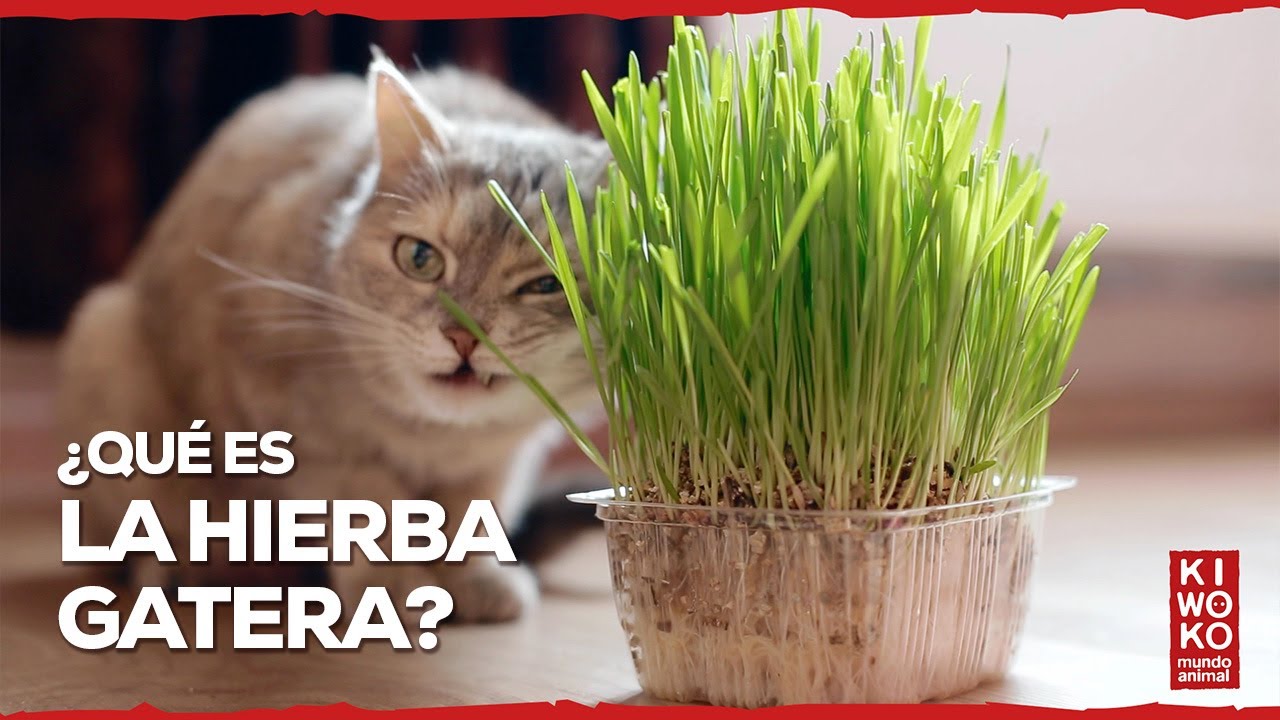 que planta es la hierba gatera