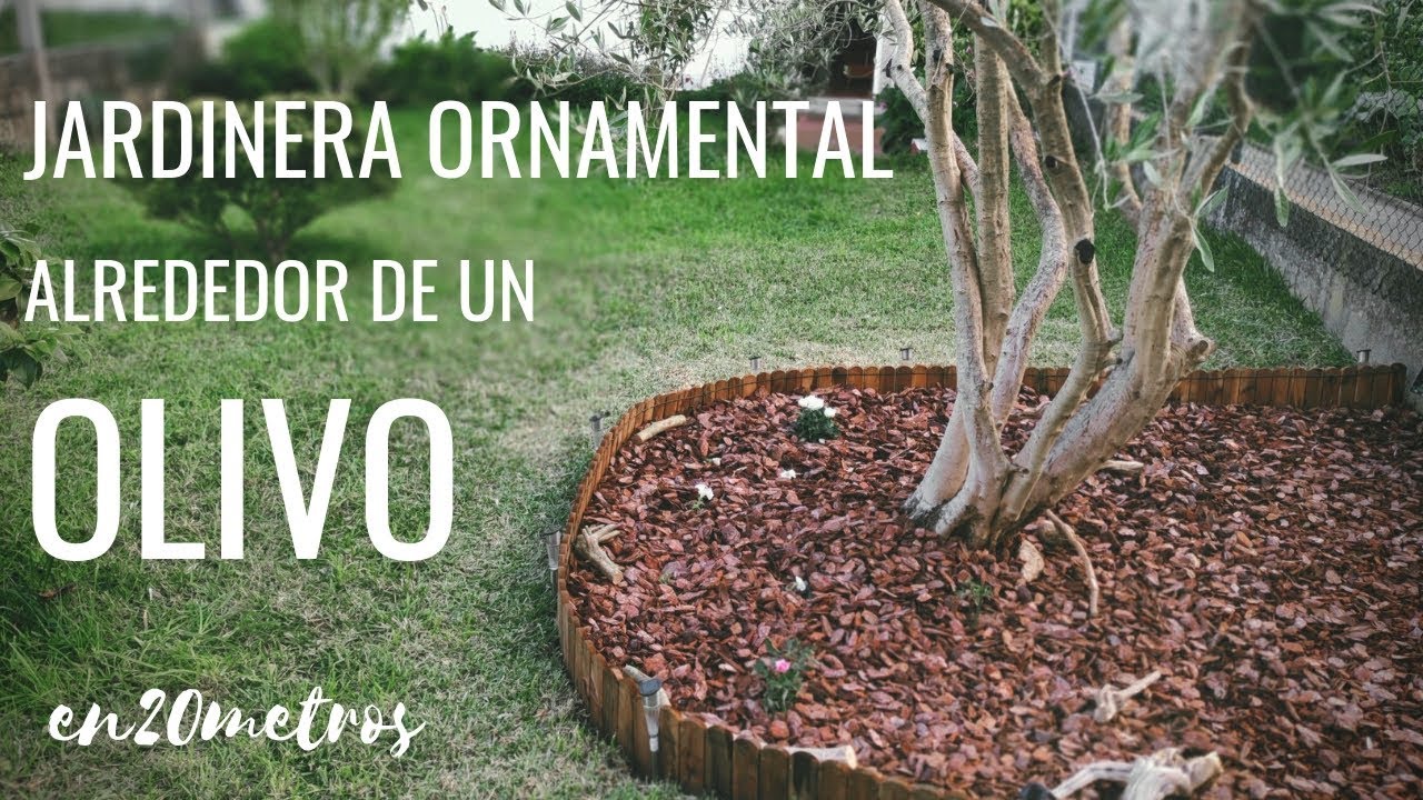 que plantar debajo de un olivo