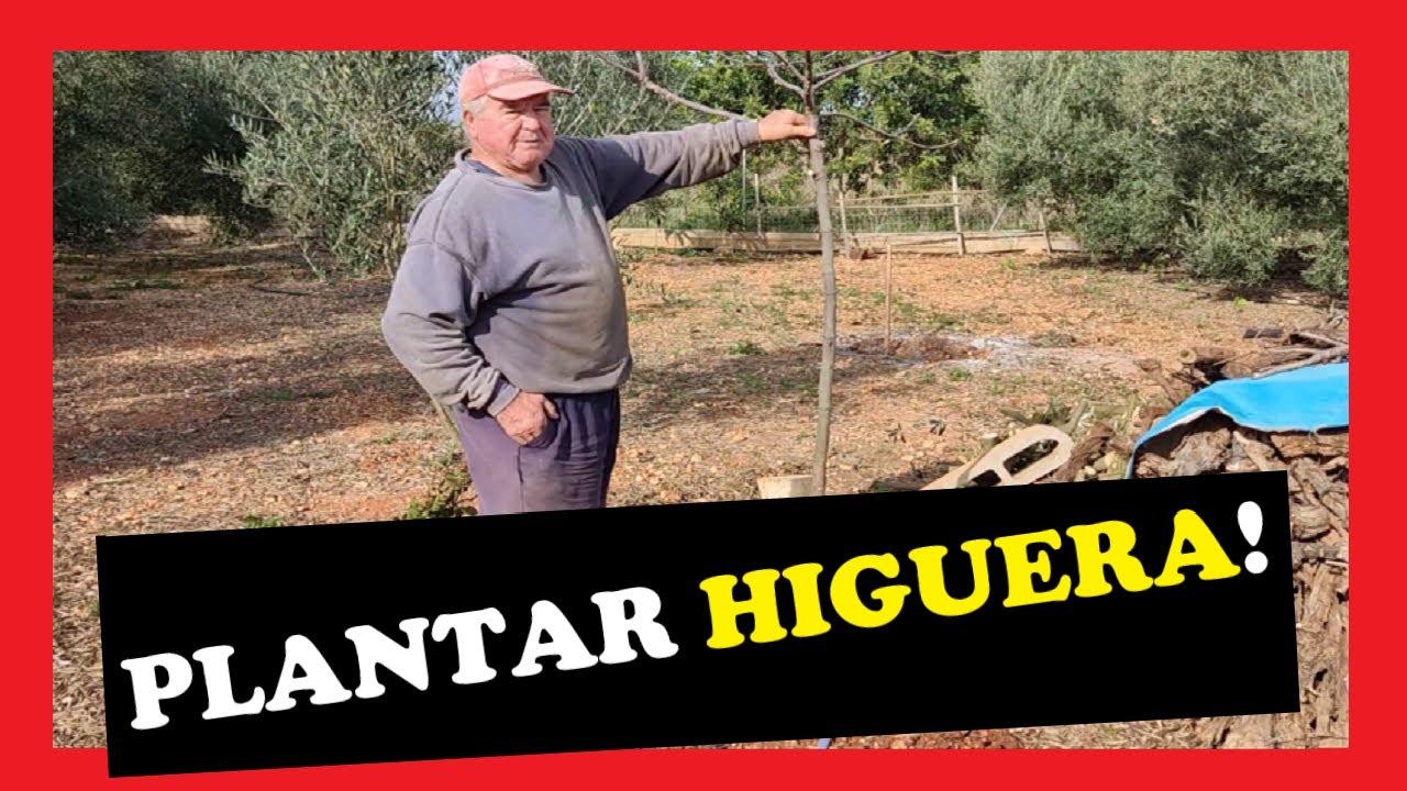 que plantar debajo de una higuera