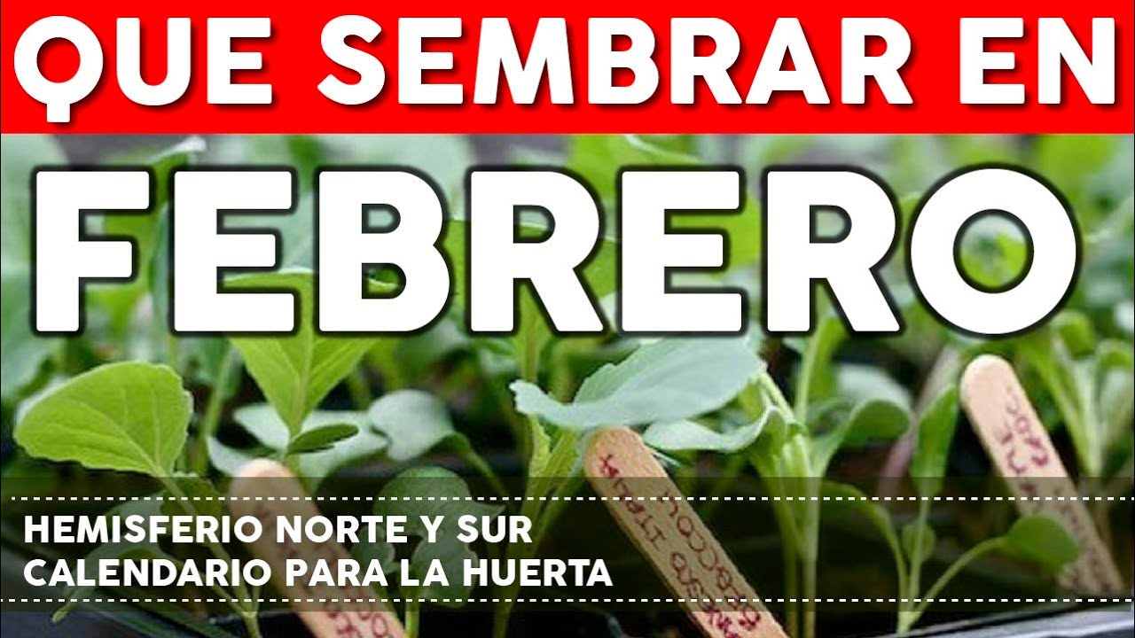 que plantar en el huerto en febrero