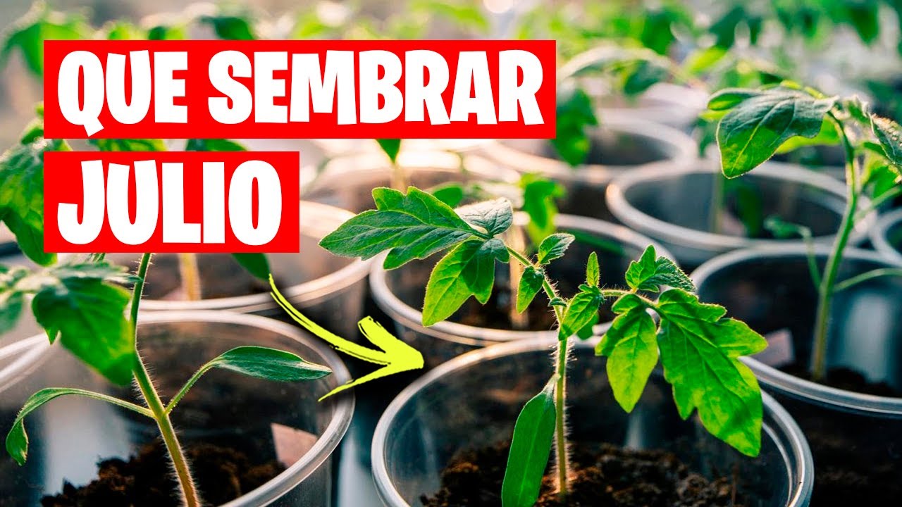 que plantar en el huerto en julio
