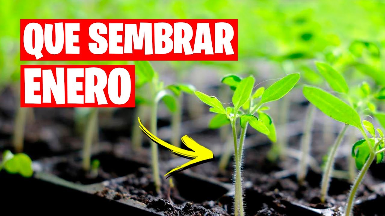 que plantar en enero en valencia