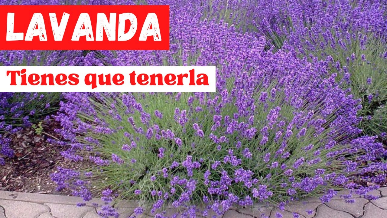 que plantar junto a la lavanda