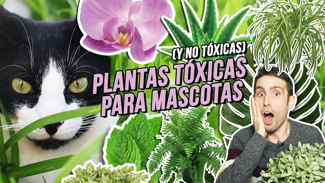 que plantas son venenosas para los gatos