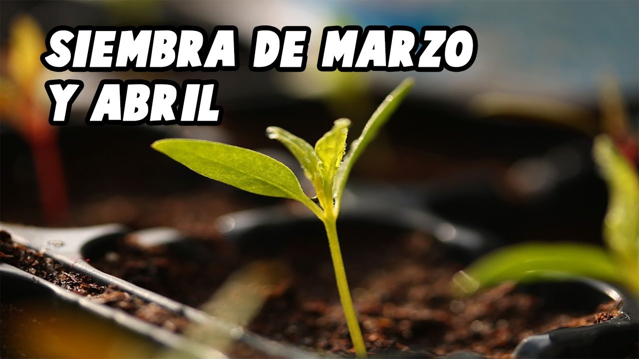 que podemos plantar en marzo y abril