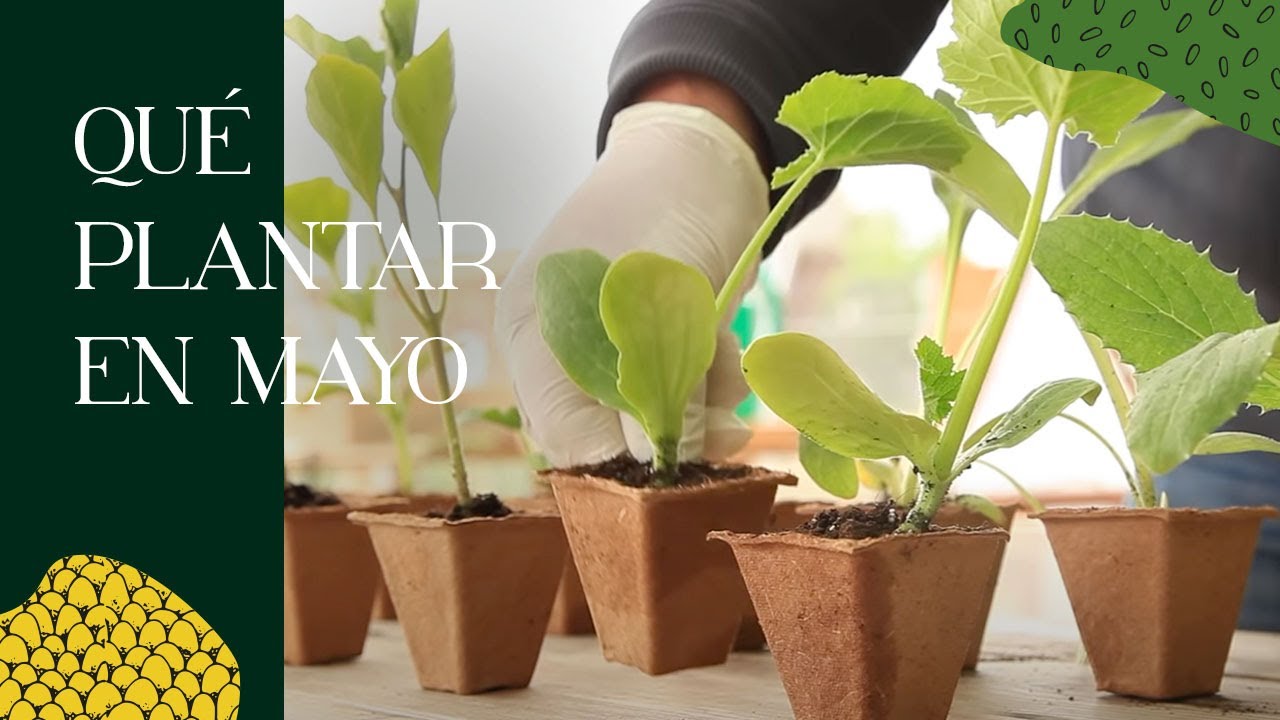 que se puede plantar en el huerto en mayo