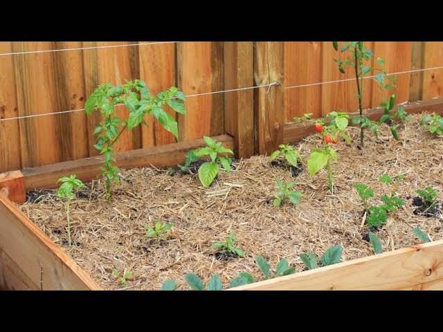 que se puede plantar en una mesa de cultivo