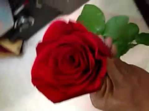 que significa regalar una flor roja