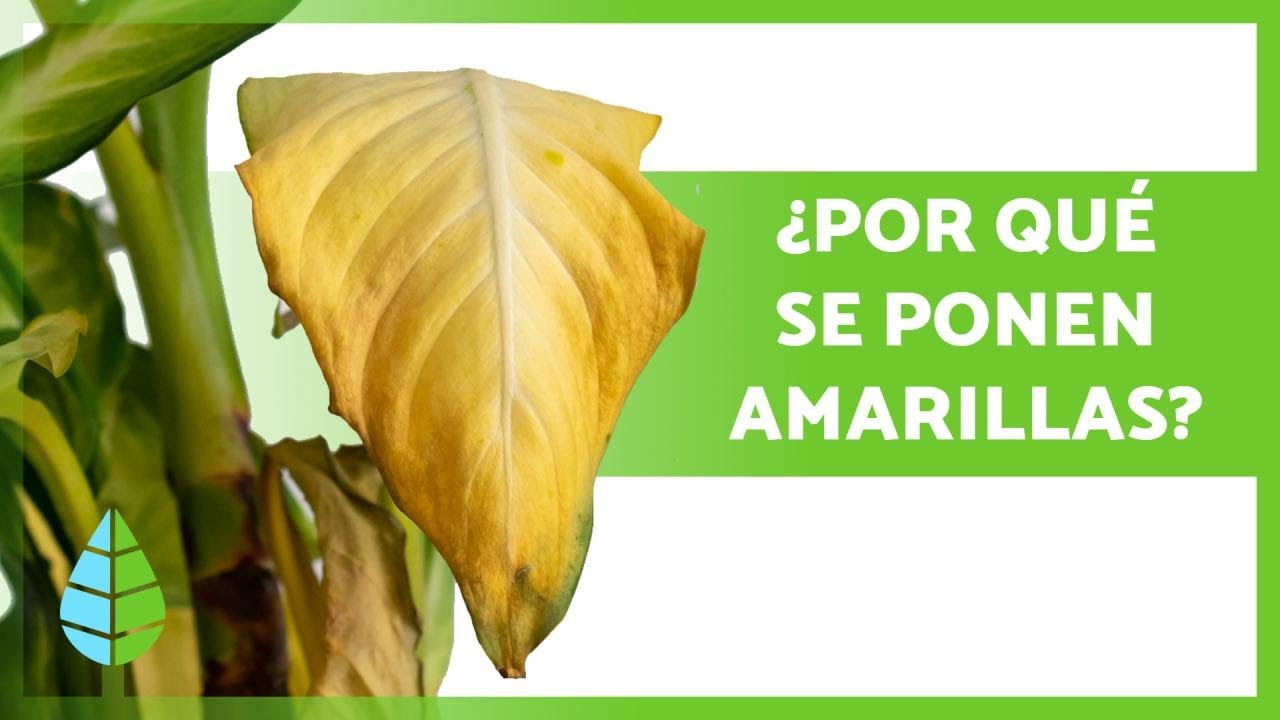 que significan las hojas amarillas en una planta