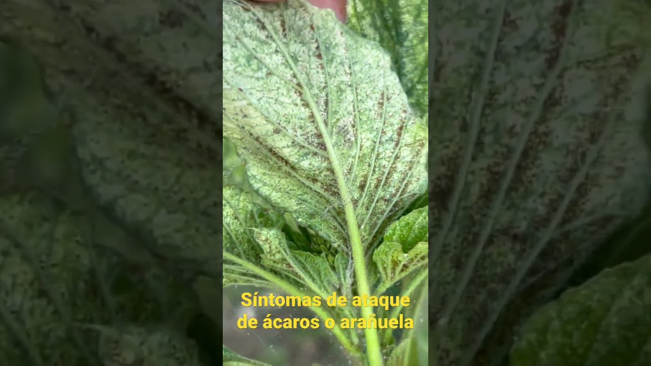 que son los acaros en las plantas