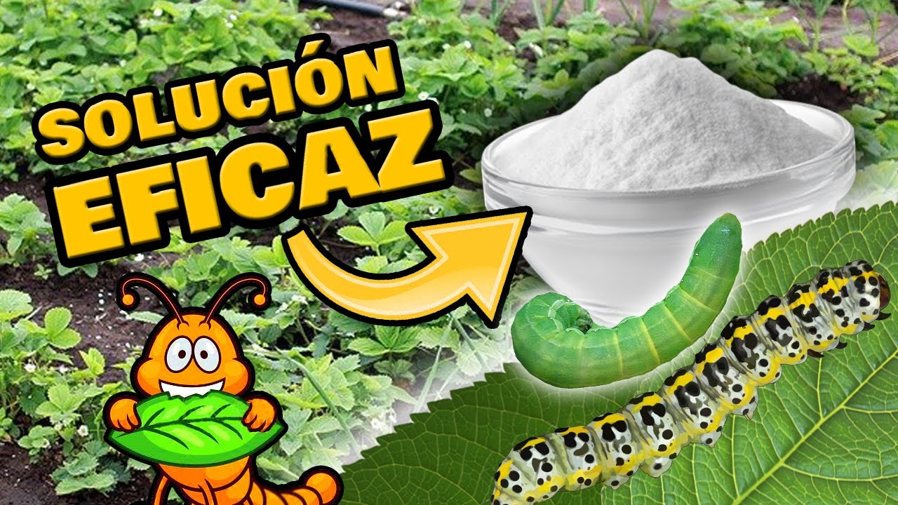 remedios caseros para eliminar gusanos verdes de las plantas