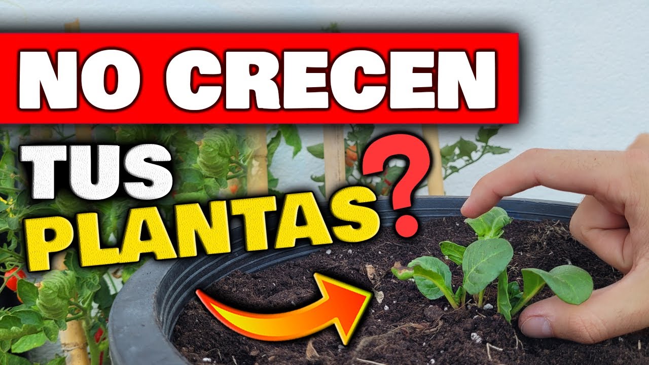 remedios caseros para que las plantas crezcan rapido
