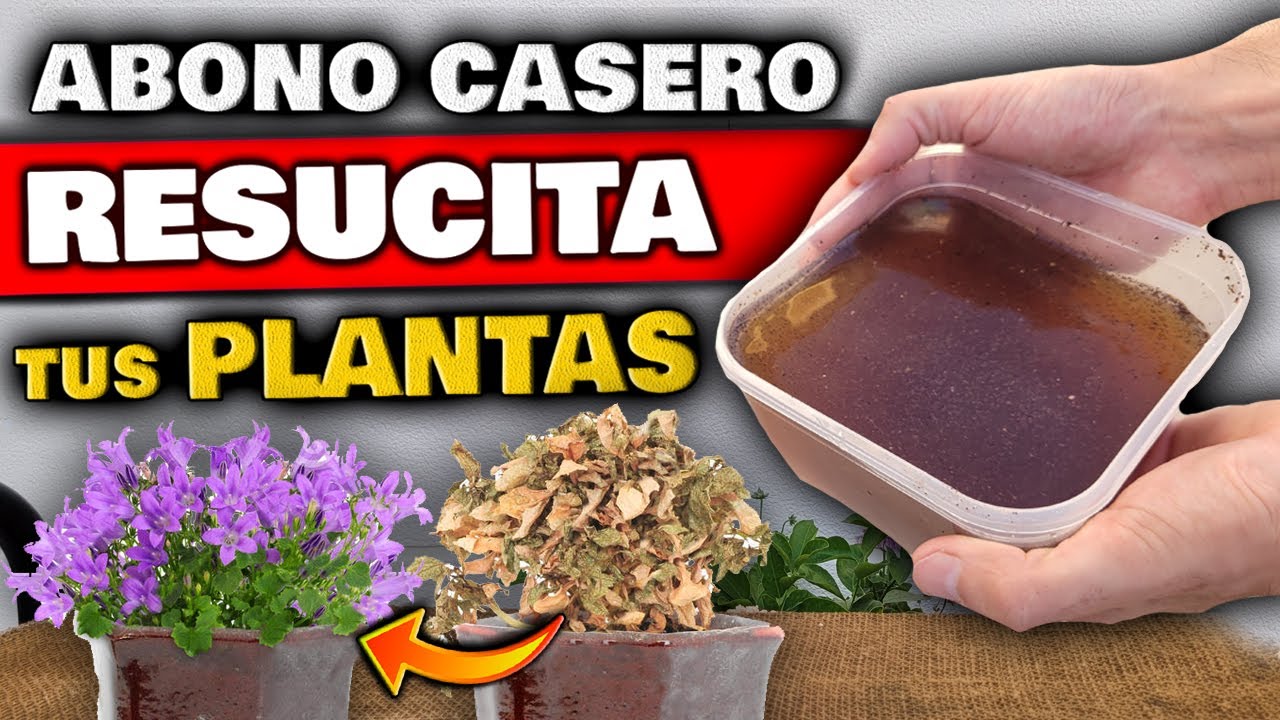 remedios caseros para revivir una planta