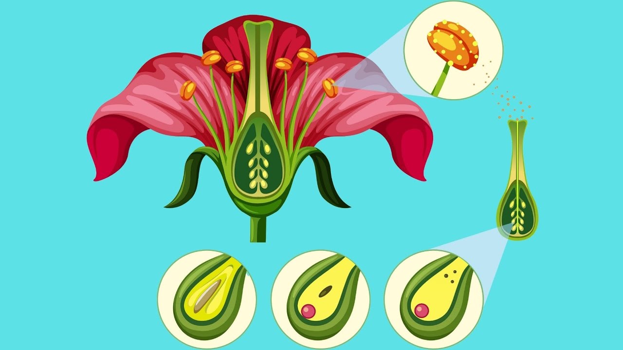 sacar de las algas la flor