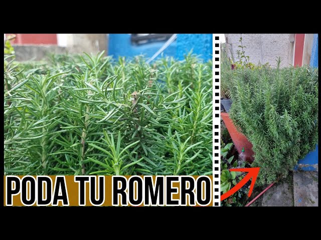 se puede podar el romero en flor