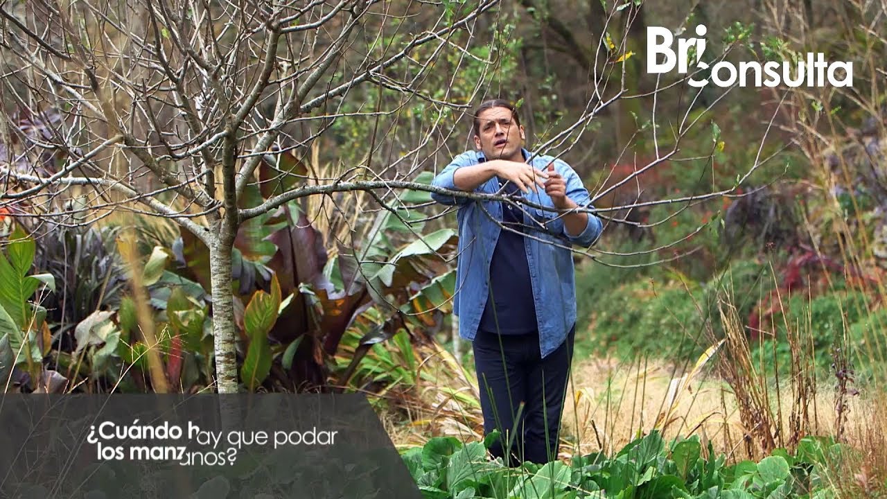 se puede podar un manzano en flor