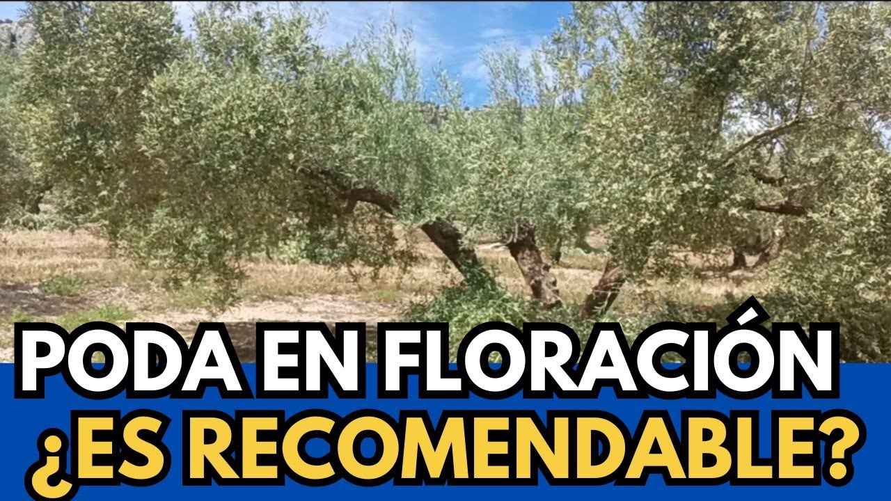 se puede podar un olivo en floración