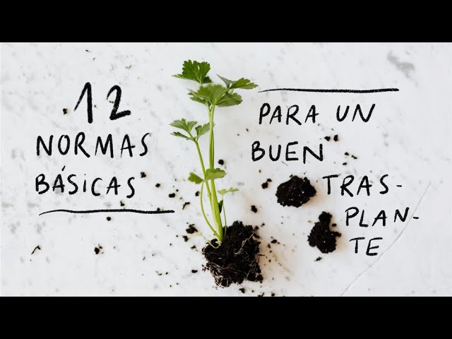 se puede trasplantar plantas en verano