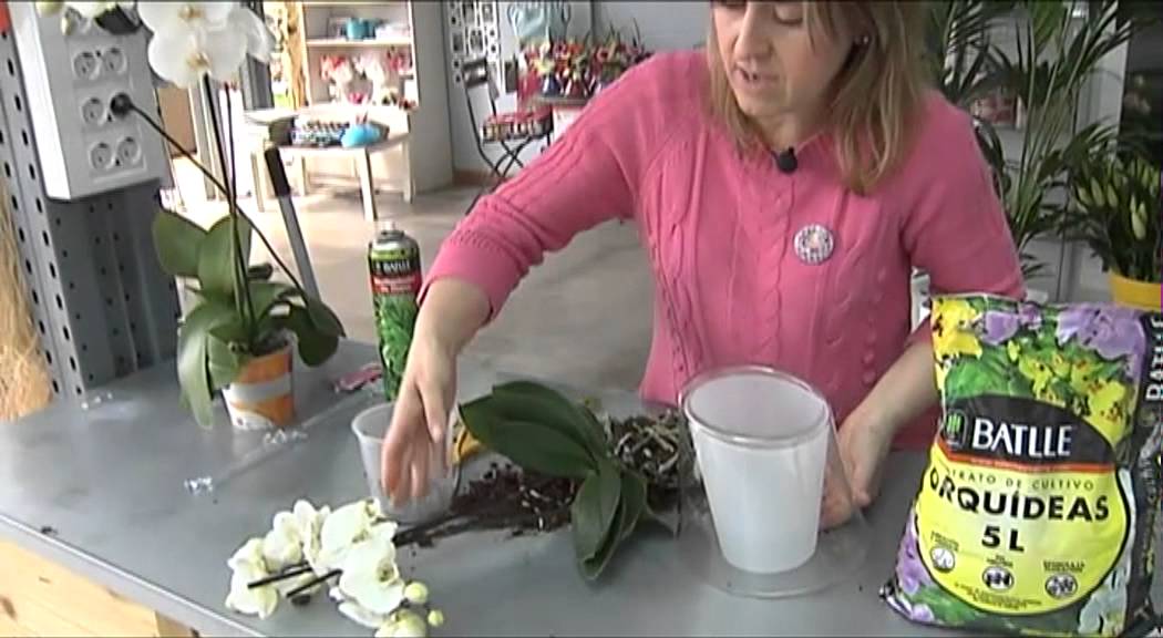 se puede trasplantar una orquídea con flor