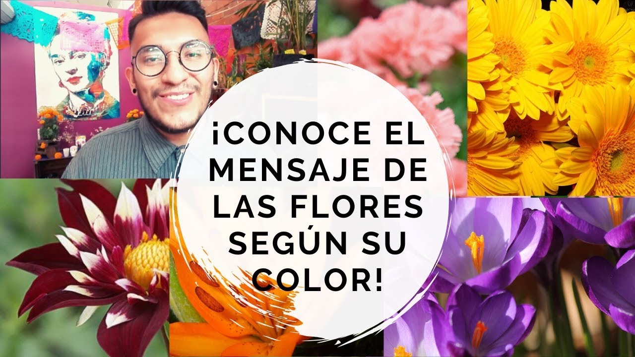 significados de las flores para regalar