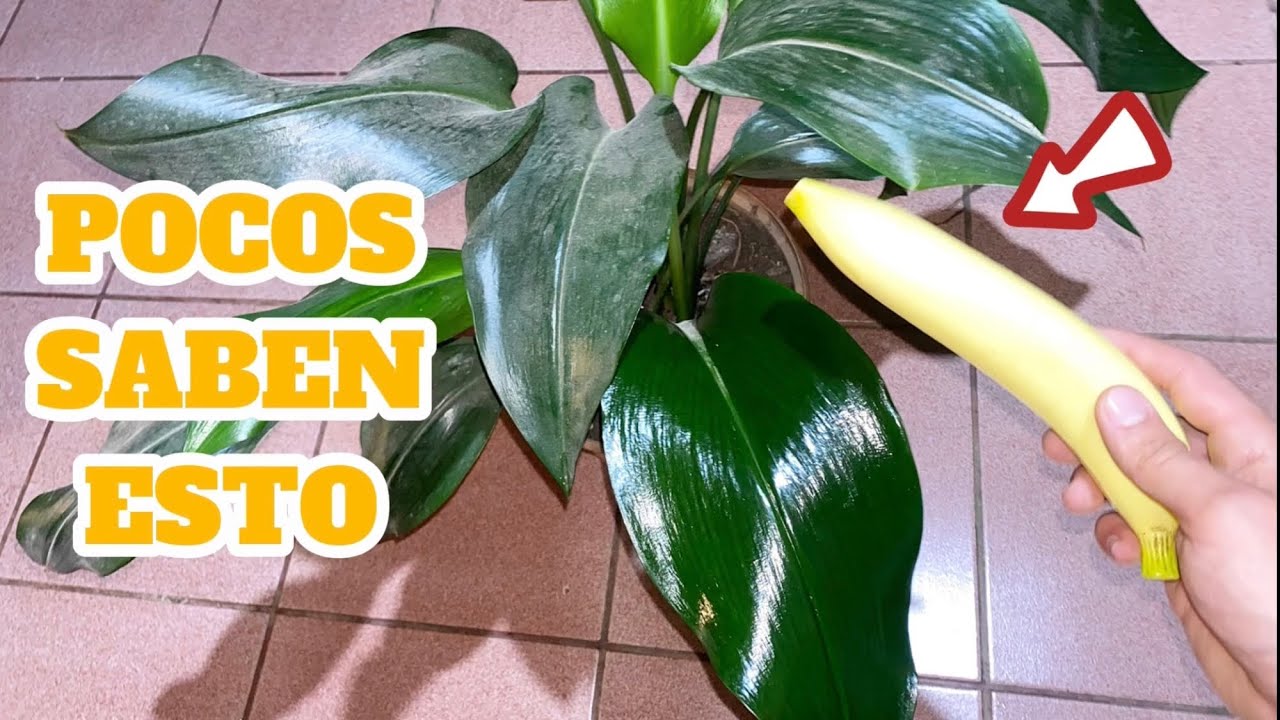 spray para dar brillo a las hojas de las plantas