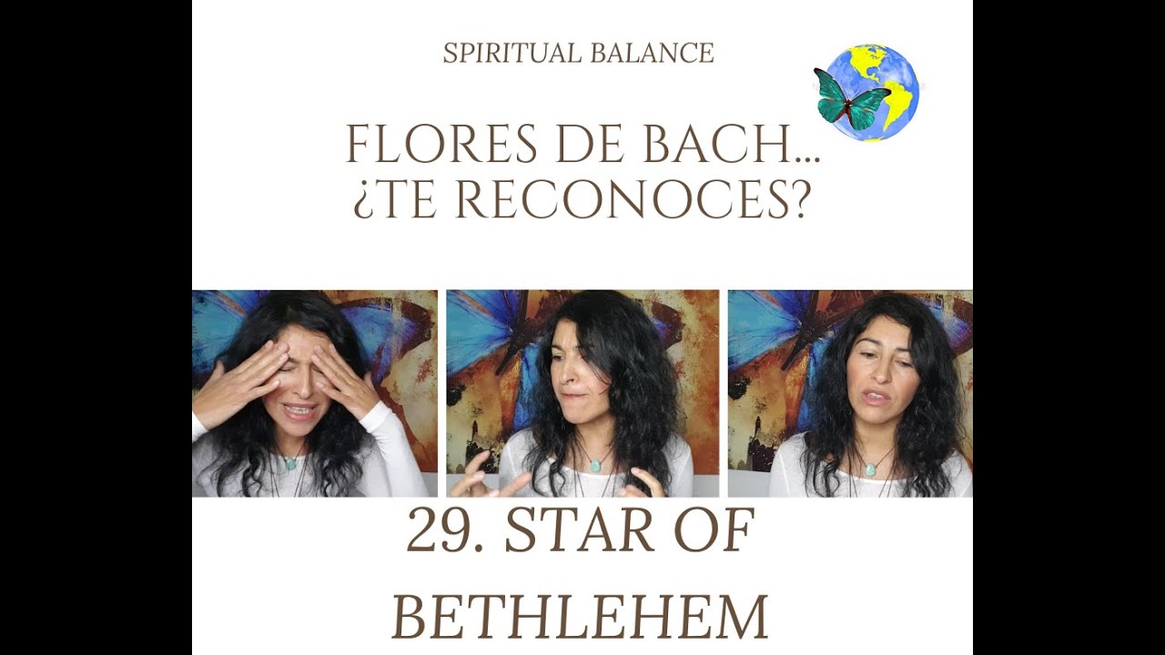 star of bethlehem flores de bach