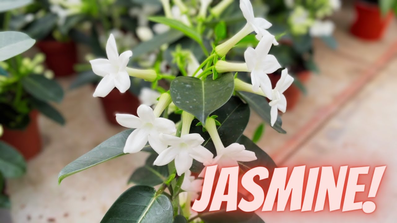 stephanotis floribunda o jazmín de madagascar