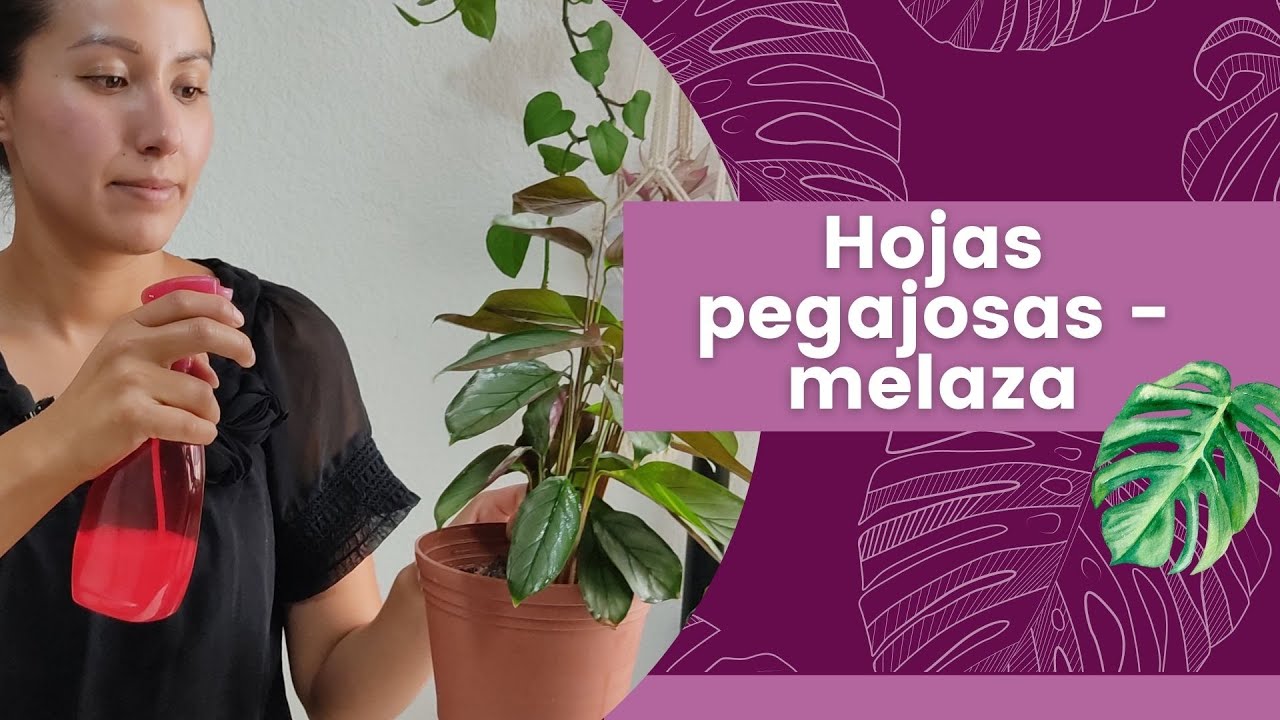 sustancia blanca pegajosa en las plantas